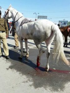 विधायक की करतूत से लहूलुहान हुआ बेजुबान घोड़ा शक्तिमान । 