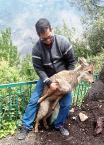 जोशीमठ मे अमित सती ने बचाई घुरड़ (हिरन) कि जान । 