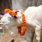 Bakari Swayambar : बकरी स्वयम्बर के पीछे का सच! पंडितवाडी नागटिब्बा का अजीबोगरीब फेस्टिवल !