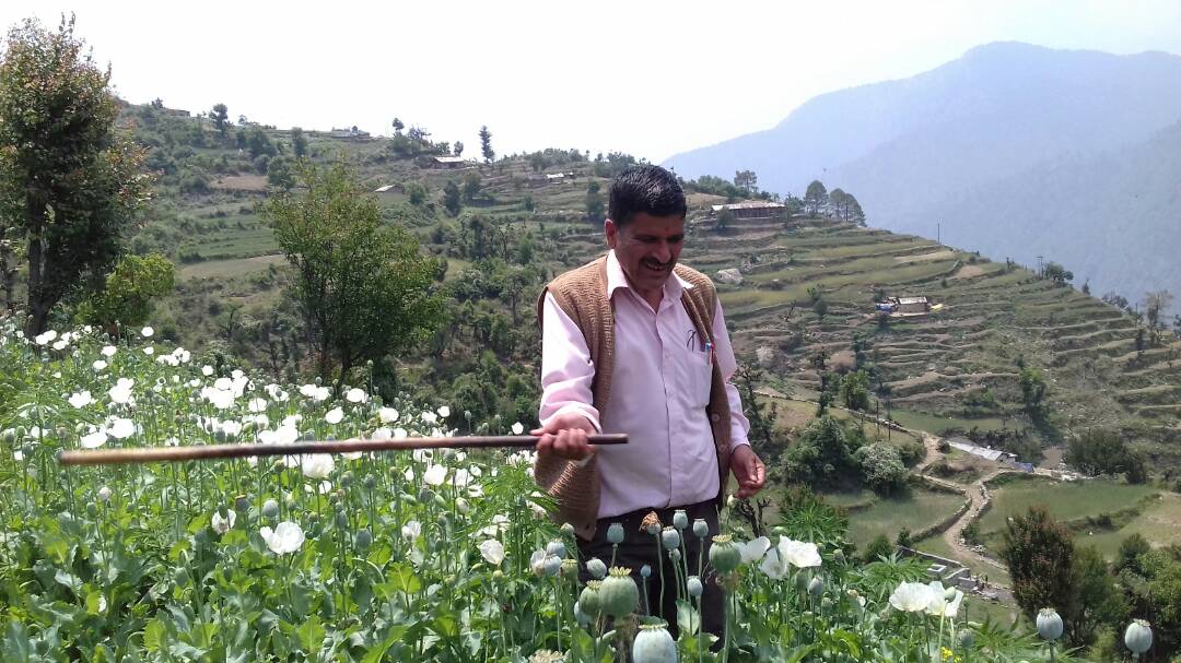 सूचना मिलने पर उत्तरकाशी जिला प्रशासन की टीम मौके पर तो गई लेकिन महज फसल के ऊपर हल्का डंडा फेरने के बाद नशे की लहलहाती खेती को जस का तस छोड़ वापस आ गई । प्रशासन की इस दिखावे मात्र की कार्यवाही से प्रशासन की भूमिका पर ही सवाल उठाने लगे हैं ।