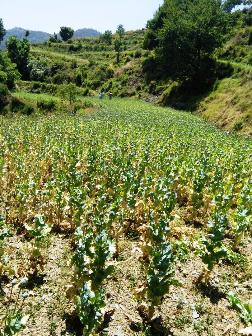 उत्तरकाशी मे खूब फल फूल रही है जहर की खेती 