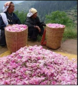 अनुराग थपलियाल Anurag Thapliyal जोशीमठ joshimath auli औली पलायन पर कर रही हैं अद्भुत काम प्रधानमंत्री नरेंद्र मोदी को करनी पड़ी उत्तराखंड की इन महिलाओं की तारीफ