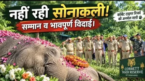 अलविदा सोनाकली! कॉर्बेट की 80 वर्षीय हथिनी की विदाई पर नम हुईं सैकड़ों आंखें, राजकीय सम्मान के साथ अंतिम संस्कार